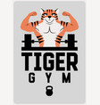 gym sport club poster or logo with muscular tiger vector image