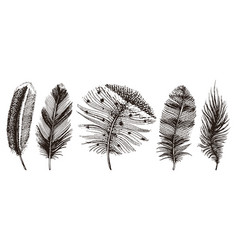 Set rustic realistic feathers different Royalty Free Vector