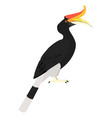 buceros rhinoceros - rhinoceros hornbill - female vector image vector image