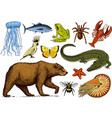 set of animals reptile amphibian mammal insect vector image vector image