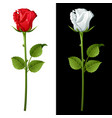 rose vector image vector image