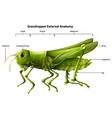 External anatomy a grasshopper Royalty Free Vector Image