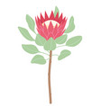 simple pink protea isolated on white background vector image