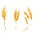 ripe ears wheat set isolated detailed template vector image