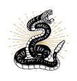 snake isolated on white background design element vector image