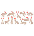 jackrabbits wild hare fluffy brown rabbit vector image vector image