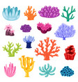 coral sea coralline or exotic cooralreef vector image