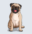 cute beige pug dog sitting vector image vector image
