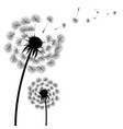 silhouette dandelion vector image vector image