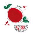 pomegranate vector image vector image