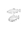 fish trout hand drawn set vector image