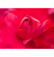 rose close up vector image