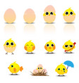cute baby chicken cartoon set vector image vector image