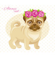 summer fashion pug puppy dog in sweet clothes vector image