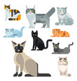 cats cute animal funny vector image