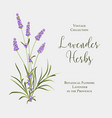 label with lavender bush bunch of summer flowers vector image