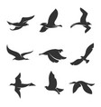 set silhouettes birds in motion on a white vector image vector image