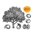 apricot tree and fruits ink sketches vector image