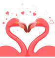 pink flamingo kissing love of birds vector image