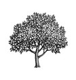 apricot tree ink sketch vector image