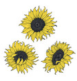 sunflowers set isolated on white background vector image vector image