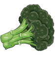 green broccoli cabbage isolated object cartoon vector image