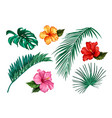 tropical leaf monstera palm hibiscus set vector image