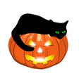 black cat lies on an evil pumpkin jack lantern vector image