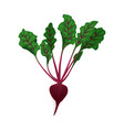 beet flat vector image vector image