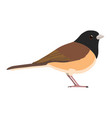 junco hyemalis - dark-eyed - male - oregon vector image vector image