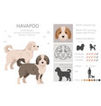 havapoo clipart havanese poodle mix different vector image vector image