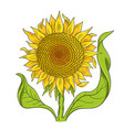 sunflower drawing sketch yellow flower with green vector image