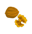 walnut nutritious natural product vector image