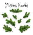 set of fir branches christmas tree pine conifer vector image