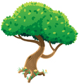 tree on white vector image vector image