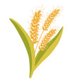 wheat oatmeal bouquet spikelets rye vector image