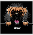 boxer - peeking dogs breed face head isolated vector image