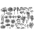 set hand drawn black and white viburnum vector image vector image