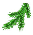 spruce branch vector image