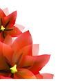 borders of red tulips and blur vector image vector image