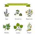 vintage collection of medical herbs vector image