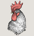 head rooster vector image