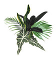 tropical palm leaves jungle leaf dark ficus plan vector image