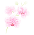 orchid branch vector image