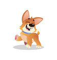 funny corgi walking with happy muzzle cartoon dog vector image