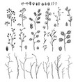 big set of branch and flowers fall spring vector image