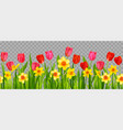 floral seasonal decor with daffodils and tulips vector image vector image