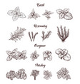 herbs and spices set engraving vector image