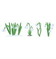 snowdrop flowers spring blossoms blooming floral vector image vector image