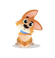 big-eyed corgi sitting with amazed muzzle vector image